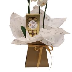 Festive Orchid plant  &amp; Chocolates