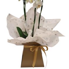 Festive Orchid plant