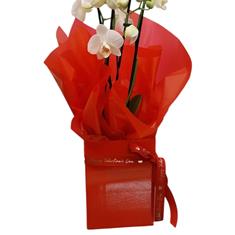 Valentines orchid